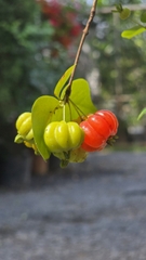 Cây Cherry Surinam
