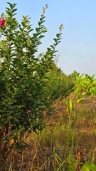 Cây Tường Vi Hoa Đỏ