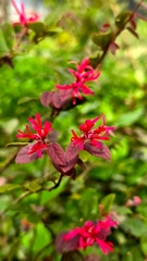 Cây Hồng Phụng Lớn