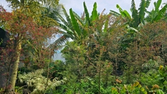 Cây Hồng Phụng Lớn