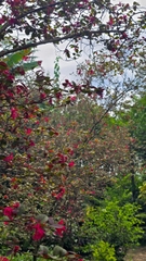 Cây Hồng Phụng Lớn