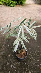 Cây Tre Var Lá Lớn