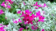 Cây Tuyết Sơn Phi Hồng