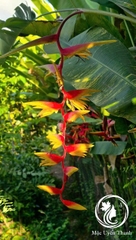 Cây Chuối "Heliconia Temptress" Sexy Red