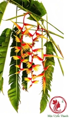 Cây Chuối "Heliconia Temptress" Sexy Red