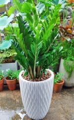 Cây Kim Tiền (Kim Phát Tài)