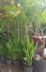 Cây Lan Rẻ Quạt