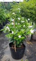 Cây Mai Chỉ Thiên