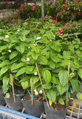 Cây Hoa Ngọc Nữ