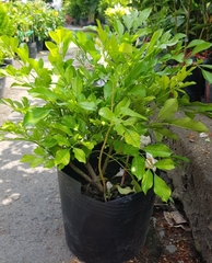 Cây Nguyệt Quế