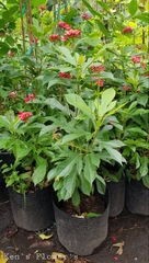 Cây Hồng Mai (Nhất Chi Mai)