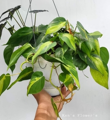 Cây Trầu Bà Philodendron Brasil