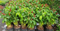 Cây Phúc Lộc Thọ