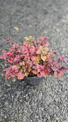 Cây Ruby