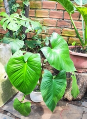 Cây Thiên Niên Kiện