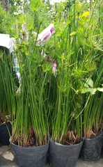Cây Thủy Trúc