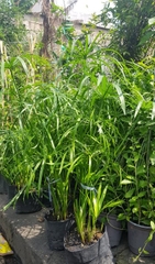 Cây Thủy Trúc