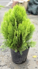 Cây Trắc Bách Diệp