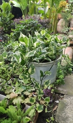 Cây Trầu Bà Cẩm Thạch