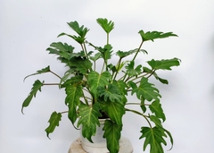 Cây Trầu Bà Chân Vịt