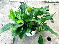 Cây Trầu Bà Hạnh Phúc