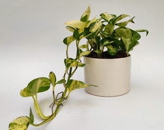 Cây Trầu Bà Sữa (Manjula Pothos)