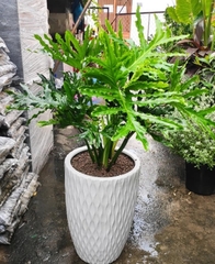 Cây Trầu Bà Thanh Xuân