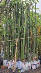 Cây Tre Tàu