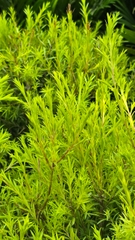 Cây Tràm Liễu Vàng (Col Tán Tròn)