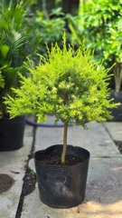 Cây Tràm Liễu Vàng (Col Tán Tròn)