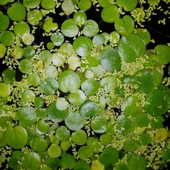 1 Cây Bèo Nhật - Phụ Kiện Trang Trí Hồ Cá Dễ Trồng Dễ Sống