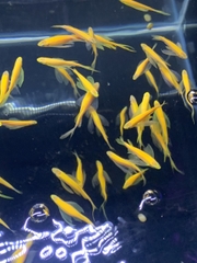 Sọc ngựa cánh tiên