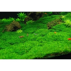 RÊU MINIFISS LÁ NƯỚC TRẢI NỀN CHO HỒ THUỶ SINH - HÀNG DẦY ĐẸP (1 hộp 5 tấc 10x15cm)