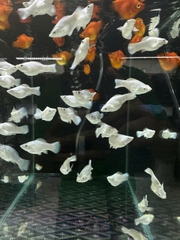 Mún Molly Short Platinum