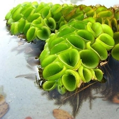 1 Cây Bèo Tổ Ong - Phụ Kiện Trang Trí Hồ Cá Dễ Trồng Dễ Sống