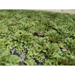 1 Cây Bèo Tổ Ong - Phụ Kiện Trang Trí Hồ Cá Dễ Trồng Dễ Sống