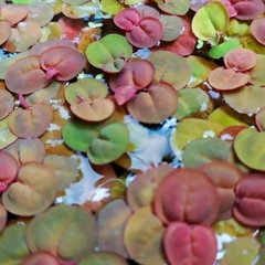 Bèo Rể Đỏ - Bèo Táo - Red Root Floater - Phụ Kiện Trang Trí Hố Cá Dễ Trồng Dễ Nuôi, Ko Cần CO2