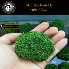 Đá Rêu Minifss Lá Nước - tiểu cảnh trang trí hồ cá - Fiss ball