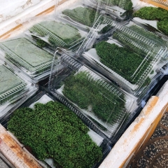 RÊU MINIFISS LÁ NƯỚC TRẢI NỀN CHO HỒ THUỶ SINH - HÀNG DẦY ĐẸP (1 hộp 5 tấc 10x15cm)