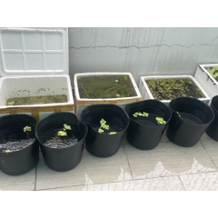 Thùng Nhựa Dẻo màu Đèn Thích Hợp Nuôi Cá, Tách Cá Đẻ và Form Cá. Kích Thước Cao 27cm, Đường Kính 32cm