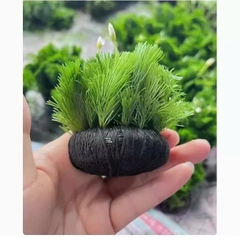 Giá Thể Trồng Cây Thủy Sinh Cắt Cắm - Dễ Sử Dụng và Tiện Lợi