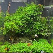 Rêu Thủy Sinh Gắn Lũa, Đá | MINI TAIWAN - US FISS - WEPPING - FLAME - SPINKY - ROSE MOSS