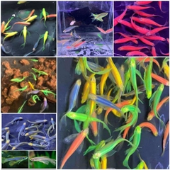 Sọc ngựa cánh tiên