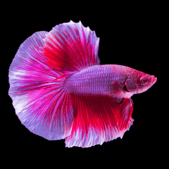 Betta Halfmoon