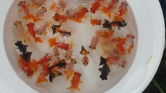 Ba đuôi mắt lồi