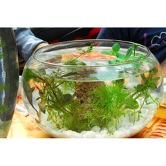 Hồ Cá Tròn Thủy Tình - Thích Hợp Để Bàn Làm Việc và Nơi Diện Tích nhỏ