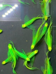 Sọc ngựa cánh tiên