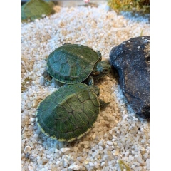 TURTLE STICKS Pro Choice - THỨC ĂN DINH DƯỠNG CHO RÙA CẠN & RÙA NƯỚC 🐢