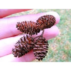 Trái Thông Khô ALDER CONES (Erlenzaphen) - Quả Thông Giảm Stress Cho Tép (bịch 10 trái - 2cm/trái)