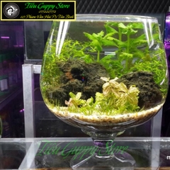 Bể Cá Thủy Tinh Hình Dạng Ly Có Chân - Kiểu Dáng Đẹp, Tinh Tế, Phù Hợp Trang Trí